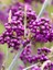 Mor Şeker Çalısı Callicarpa Bodinieri Giraldii Profusion Ithal 1