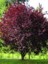 Süs Enginar Pembe Çiçekli Prunus Cerasifera Pissardi 120 cm Saksıda 1
