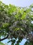 Tesbih Ağacı Melia Azedarach Chinaberry 80 100 cm 1