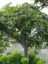 Tesbih Ağacı Melia Azedarach Chinaberry 80 100 cm 2