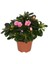 Ev Açelyası Bitkisi Rhododendron Hellmut 15 20 cm Saksıda 1