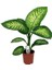 Difenbahya Çiçeği Dieffenbachia Tropic Snow 40 cm Saksıda 1
