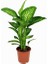 Difenbahya Çiçeği Dieffenbachia Tropic Snow 40 cm Saksıda 2