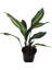 Alacalı Salon Yaprağı Aspidistra Elatior 30 40 cm Saksıda 1