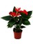 Anthoryum Flamingo Çiçeği Anthurium Andreanum 40 60 cm Saksıda 1
