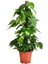 Pothos Sarmaşığı Epipremnum Aureum 50 cm Saksıda 1