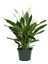 Barış Çiçeği Spathiphyllum Wallisii 50 60 cm Saksıda 1