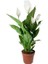 Barış Çiçeği Spathiphyllum Wallisii 50 60 cm Saksıda 2