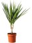 Madagaskar Dragon Ağacı Dracaena Marginata Tekli Saksıda 1