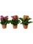 Kalanşo Çiçeği Kalanchoe Blossfeldiana Saksıda 1