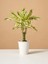 Dracaena Fragransmassengena 20 30 cm Saksıda 1