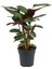 Uzun Yapraklı Kalatya Calathea Oppenheimiana 30 40 cm Saksıda 2