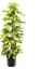 Şeflera Bitkisi Alacalı Schefflera Arboricola Gold Capella 50 70 cm Saksıda 1