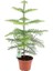 Salon Çamı Bitkisi Araucaria Heterophylla 10 20 cm Saksıda 1