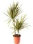 Madagaskar Dragon Ağacı Dracaena Marginata 40 60 cm İkili Saksıda 1