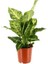 Lekeli Difenbahya Çiçeği Dieffenbachia Mars 50 60 cm 1