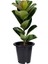 Kauçuk Çiçeği Ficus Elastica Saksıda 1