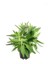 Aşkın Gözyaşı Çiçeği 20 40 cm Saksıda Kalanchoe Daigramemontiana 1