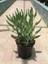 Aşkın Gözyaşı Çiçeği 20 40 cm Saksıda Kalanchoe Daigramemontiana 2