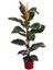 Alacalı Kauçuk Ficus Elastica Variegata 100 cm Saksıda 1