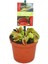 Etobur Bitki Venüs Fly Trap Dionaea Muscipula 1