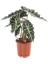 Melek Ranadi Çiçeği Fil Kulağı Alocasia Amazonica 1