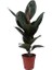 Koyu Renk Yapraklı Kauçuk Bitkisi Ficus Elastica Robusta 80 100 cm Saksıda 2
