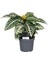 Zebra Çiçeği Aphelandra Squarrosa 15 25 cm 1