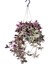 Askılı Telgraf Çiçeği Tradescantia Zebrina Saksıda 1