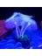 No.3 Tarzı Silikon Parlayan Yapay Balık Tankı Mercan Bitkileri Sualtı Süsü Aquarium Dekorasyonu (Yurt Dışından) 1