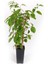 Kivi Fidanı Mini Kivi Bordo Actinidia Arguta Kens Red 100 cm 3 Yaş Saksıda 2