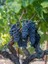 Asma Fidanı Black Seedless 1