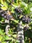Aronya Fidanı Rus Yaban Mersini Aronia Melanocarpa Aron 20 30 cm Saksıda 1