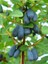 Bal Yemişi Fidanı Lonicera Caerulea Honeyberry 20 40 cm Saksıda 1