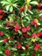 Kocayemiş Dağ Çileği Fidanı Arbutus Unedo 6 Yaş 120 cm Saksıda 1
