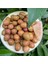 Yeşil Çizik Zeytin 4