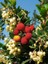 Kocayemiş Dağ Çileği Fidanı Arbutus Unedo 6 Yaş 120 cm Saksıda 2