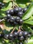 Aronya Fidanı Rus Yaban Mersini Aronia Melanocarpa Viking 3 Yaş 40 60 cm 1