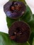 Çikolata Meyvesi Fidanı Black Sapote Diospyros Digyna 80 100 cm 1
