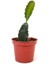 İçi Beyaz Ejder Meyvesi Fidanı Hylocereus Undatus Pitaya 20 cm 3