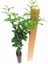 Limon Fidanı Yediveren Citrus Limon 3 Yaş 3