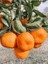 Mandalina Fidanı Satsuma Rize Citrus Unshiu 80 100 cm 1