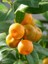 Mandalina Fidanı Süs Citrus Calamondin Orange 120 cm Saksıda 1