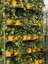 Limon Fidanı Bodur Citrus Limon 40 60 cm Saksıda 2