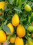Limon Fidanı Meksika Misket Citrus Hybrid Limequat 80 100 cm Saksıda 1