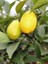 Limon Fidanı Meksika Misket Citrus Hybrid Limequat 80 100 cm Saksıda 2
