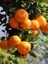 Mandalina Fidanı Citrus Reticulata Fremont 100 cm Saksıda 1