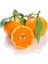 Mandalina Fidanı Citrus Reticulata Fremont 100 cm Saksıda 2