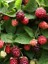Böğürtlen Fidanı Rubus Ursinus Idaeus Boysenberry Saksıda 2