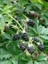 Böğürtlen Fidanı Dikensiz Rubus Fruticosus 4 Yaş 120 cm Saksıda 1